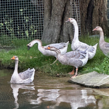 Geese